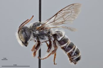 Media type: image;   Entomology 793804 Aspect: habitus lateral view